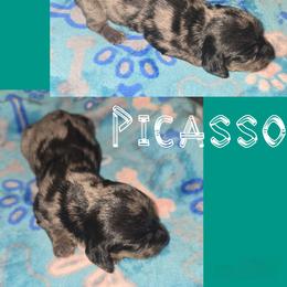 Picasso - Dapple male Dachshund puppy in Malabar, Florida from Dicrocco's Doxies