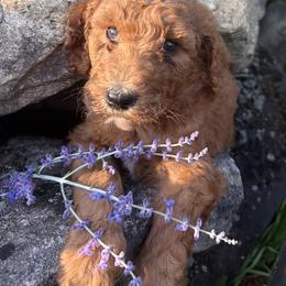 Macbeth - Apricot female Poodle puppy in St. Johnsbury, Vermont from Poodles of the Northern Woods