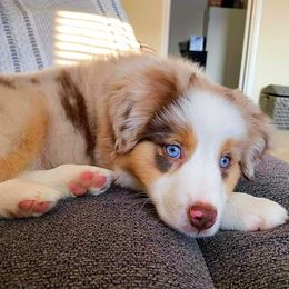 Australian Shepherd Puppies from Amazing Aussies