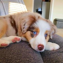 Australian Shepherd Puppies from Amazing Aussies