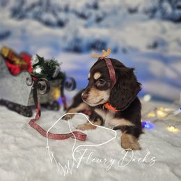 OS1-2 - Chocolate and cream female Dachshund puppy in Martin City, Montana from FleuryDachs