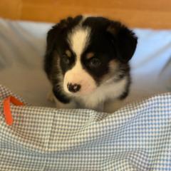 Howard- orange - Black and tan male Pembroke Welsh Corgi puppy in New Richmond, Wisconsin from 10 Mile Creek Farms