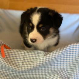 Howard- orange - Black and tan male Pembroke Welsh Corgi puppy in New Richmond, Wisconsin from 10 Mile Creek Farms