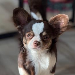 Roxy - Chihuahua