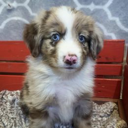 Australian Shepherds, Miniature Australian Shepherds, and Toy Australian Shepherds from Twisted C Aussies