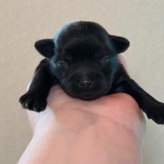 Squirt - Black male Shorkie puppy in Midland, Texas from Southern Yorkie Pies