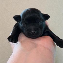 Squirt - Black male Shorkie puppy in Midland, Texas from Southern Yorkie Pies