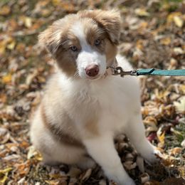 Copper - Australian Shepherd