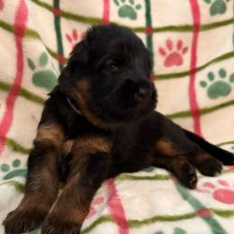 Isobeya - Black and red female German Shepherd puppy in Aurora, Illinois from Fairhaven German Shepherds