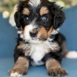 Princess Jasmin - Tri-color female Bernedoodle puppy in Yuciapa, California from AlltheDoodlez_