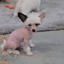 Grant Long Star Angel - White and black male Chinese Crested puppy in Amarillo, Texas from Victoria's Chinese Cresteds Long Star Angels