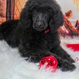 Baaaaaaa - Pink Collar - Black female Poodle puppy in Springfield, Oregon from Valaurah Farms