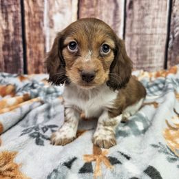 Remus - Piebald male Dachshund puppy in Malad City, Idaho from Mountain Sage Dachshunds