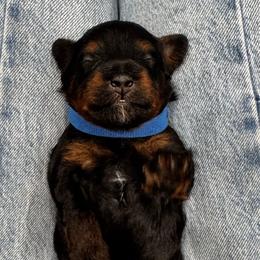 Timber - Tri-color male Bernedoodle puppy in Macon County, North Carolina from Mountain Doodles