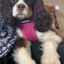 Envy - Cavalier King Charles Spaniel