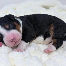 Queen - Tri-color female Bernedoodle puppy in Fleming, Colorado from Vandenbark Doodles