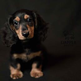 Cyclone - Black and tan male Dachshund puppy in Brooksville, Florida from Dapper Doxies