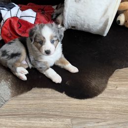 Arthur Shelby - Blue merle Toy Australian Shepherd puppy in Syracuse, Indiana from Klenke Toy Aussies