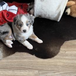 Arthur Shelby - Blue merle Toy Australian Shepherd puppy in Syracuse, Indiana from Klenke Toy Aussies