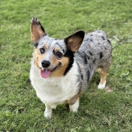 River - Pembroke Welsh Corgi