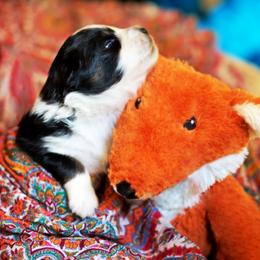 Marshmellow Pie - Black tri-color female Australian Shepherd puppy in Paola, Kansas from Tiz Ranch