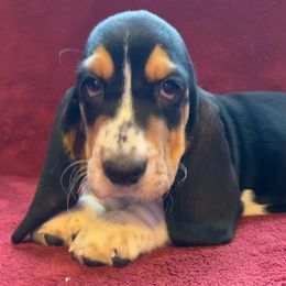Scarlett - Black tan and white Basset Hound puppy in Cleveland, Tennessee from Smokey Mtn Bassets