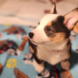 Maz - Black and tan Pembroke Welsh Corgi puppy in Wichita, Kansas from Low Rider Ranch