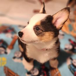 Maz - Black and tan Pembroke Welsh Corgi puppy in Wichita, Kansas from Low Rider Ranch