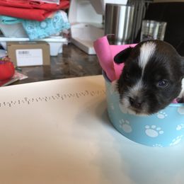 Yorkshire Terrier Puppies from T’s Posh Pups