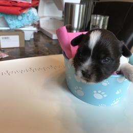 Yorkshire Terrier Puppies from T’s Posh Pups