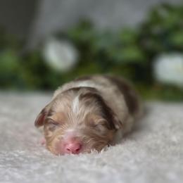 Skittles - Red merle female Australian Shepherd puppy in Summerville, South Carolina from Flowertown Aussies