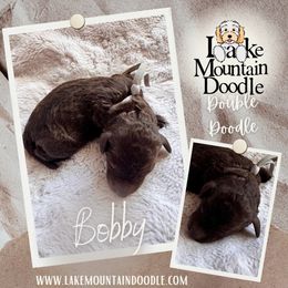 Bobby - Chocolate male Double Doodle puppy in Eagle Mountain, Utah from Lake Mountain Doodle
