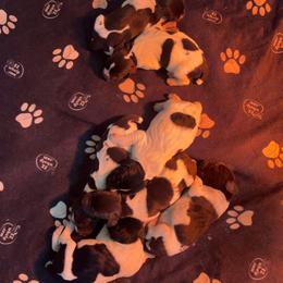 Boy 1 - Liver male German Wirehaired Pointer puppy in Middlebrook, Virginia from Chester Hill Farm