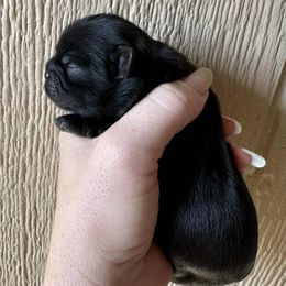 Black Boy - Black male Shih Tzu puppy in Vinita, Oklahoma from Locust Creek Shih Tzu & Havanese