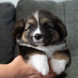 Buzz - Black and tan male Pembroke Welsh Corgi puppy in Orange County, California from Han Dynasty Corgis