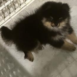 Maverick - Black and tan male Pomeranian puppy in Odem, Texas from Susan's Puppies