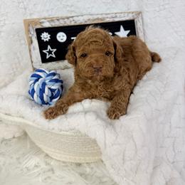 NUT - Red  male Poodle puppy in Florida from Adorable Toy-Miniature Poodles