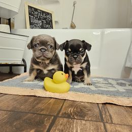 French Bulldog Puppies from Belleau Wood French Bulldog Manor & Folsom's House of Blues
