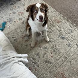 Locksley - Red & white male Australian Shepherd puppy in Coatesville, Pennsylvania from Little Acre Aussies