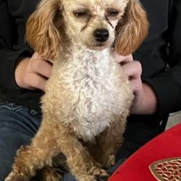 Jasper - Poodle