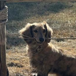 Bo - Dachshund