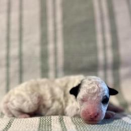 Frost - Parti male Poodle puppy in Quitman, Mississippi from P&D Palace
