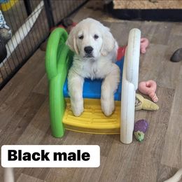 Golden Retriever Puppies from Family Loved Golden Retrievers