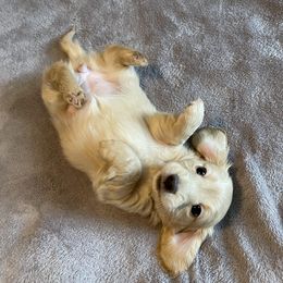 Dachshund Puppies from Dackel Land Dachshunds