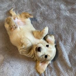 Dachshund Puppies from Dackel Land Dachshunds