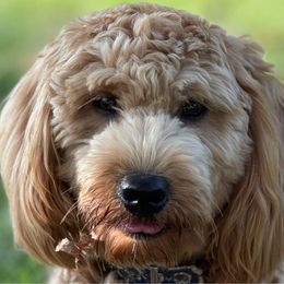 Roo - Goldendoodle