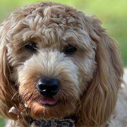 Roo - Goldendoodle