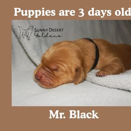 Mr. Black - Golden male Golden Retriever puppy in Edgewood, New Mexico from Sunny Desert Goldens