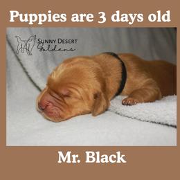 Mr. Black - Golden male Golden Retriever puppy in Edgewood, New Mexico from Sunny Desert Goldens