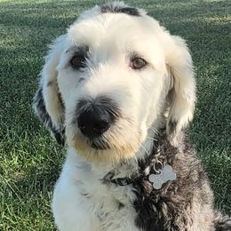 Labradoodles, Poodles, and Sheepadoodles from Oodles of poodles and doodles